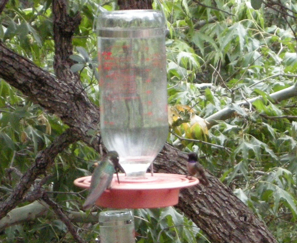 Black-chinned Hummingbird - ML642983527