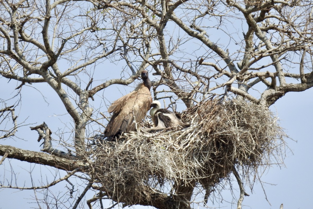 White-backed Vulture - ML642983530