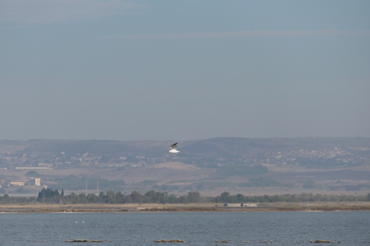 Шөвгөр цахлай - ML642983532