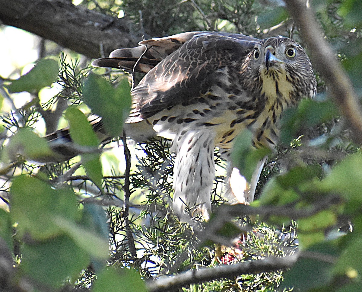 Cooper's Hawk - ML642983542