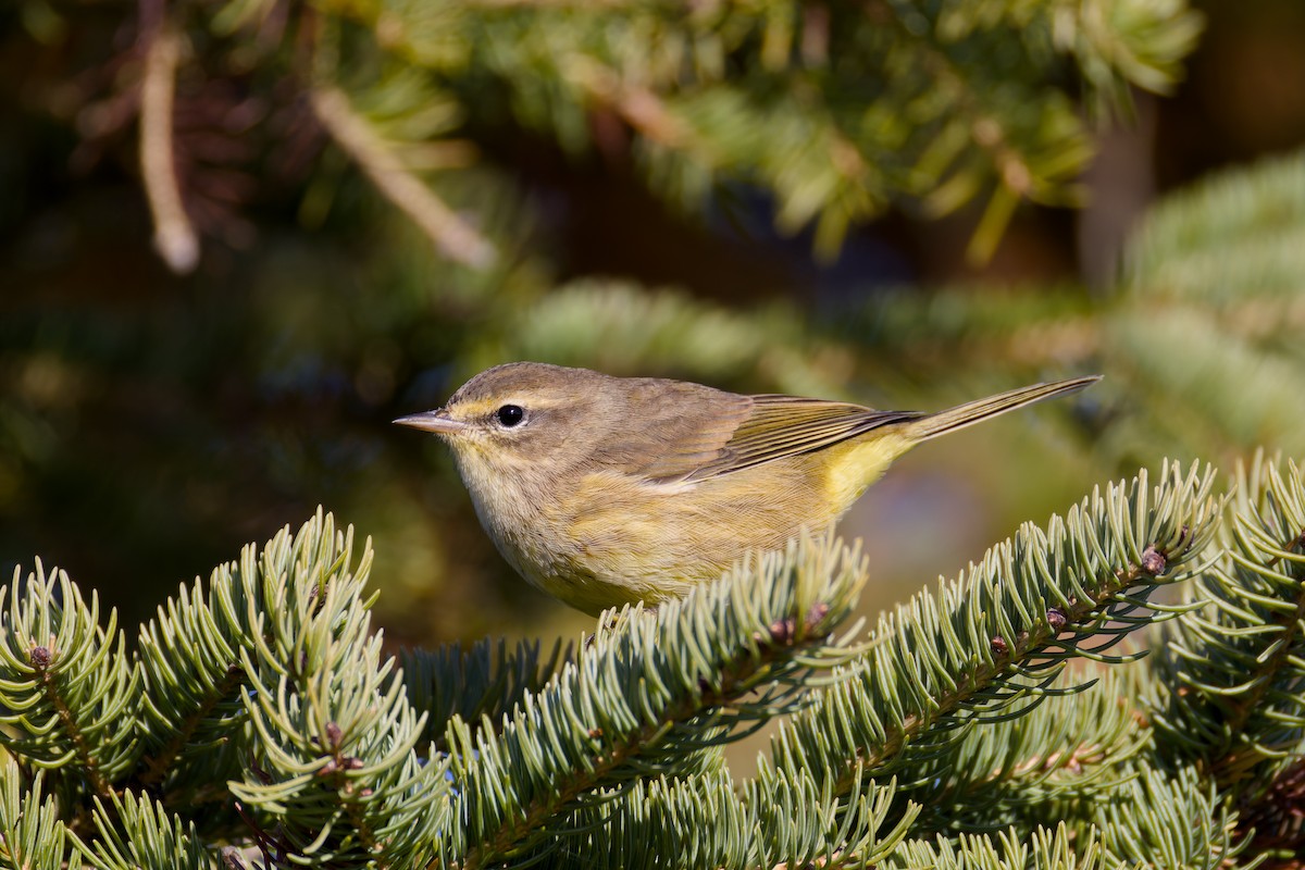 Palm Warbler - ML642983544
