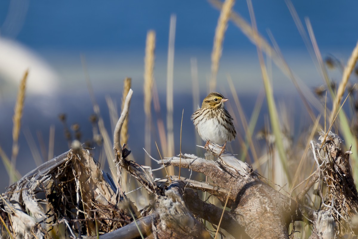 Savannah Sparrow - ML642983550