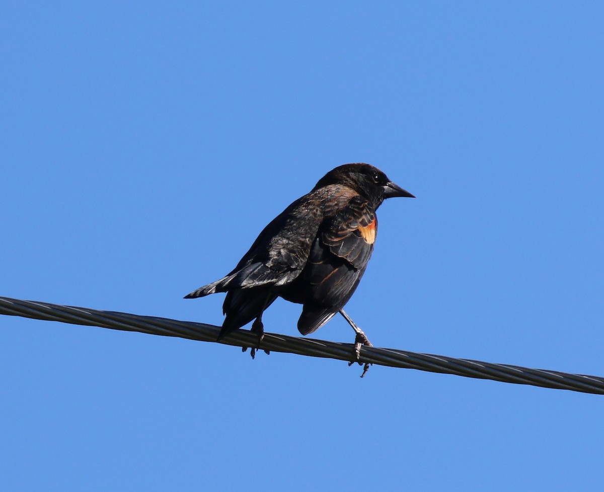 Red-winged Blackbird - ML642983554