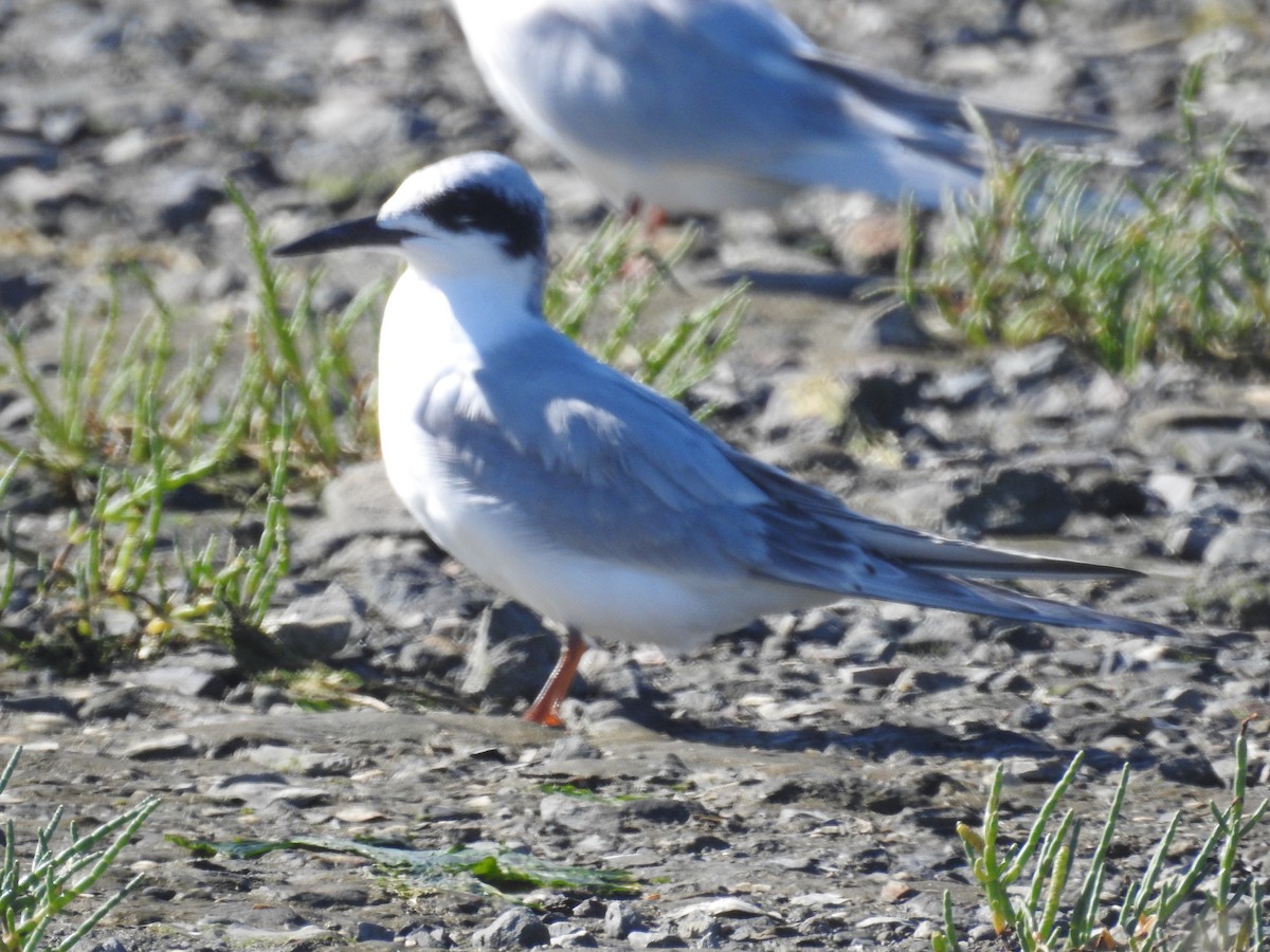 Forster's Tern - ML642983557