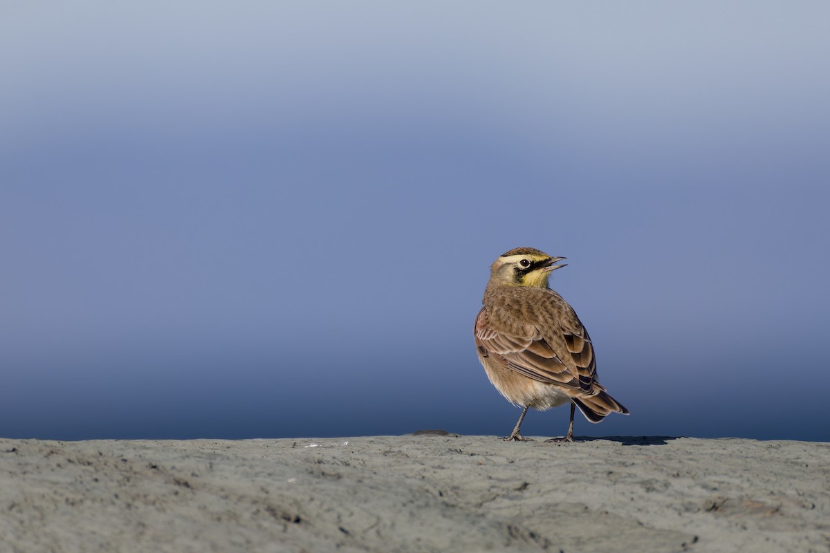 Horned Lark - ML642983560