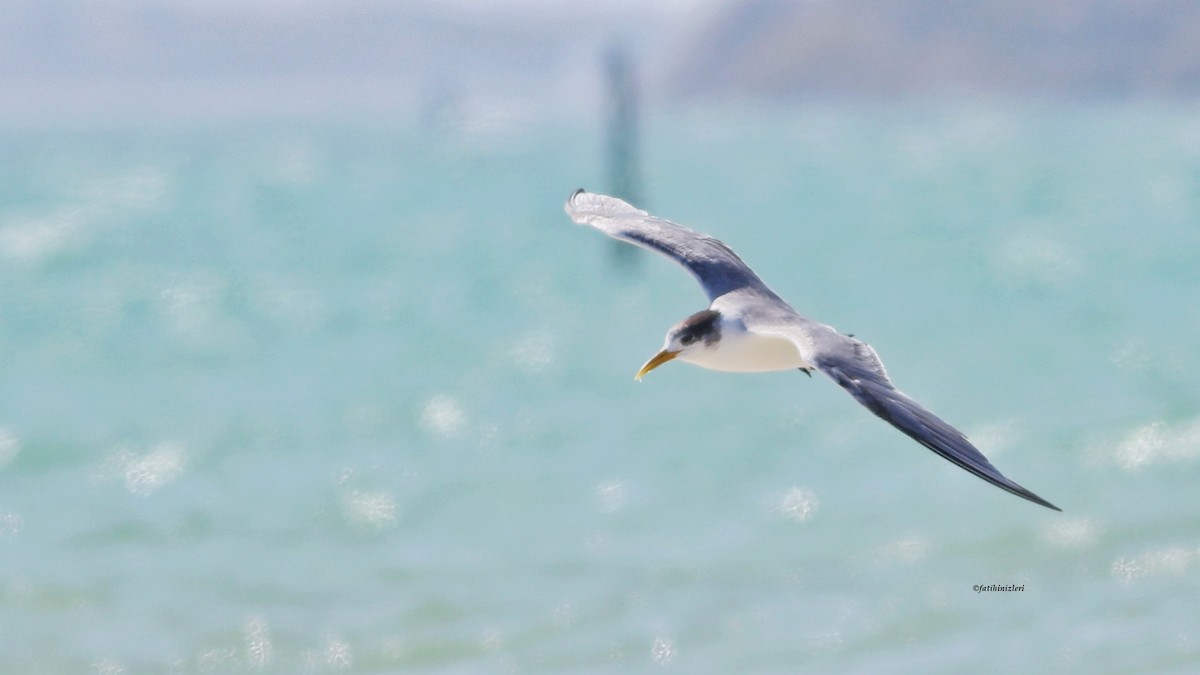 Great Crested Tern - ML642983563