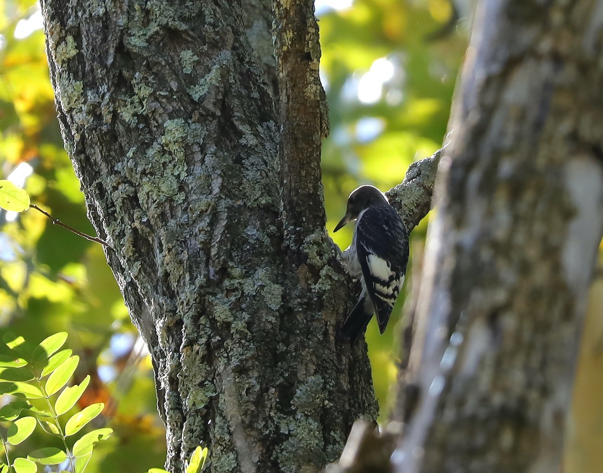 Red-headed Woodpecker - ML642983577