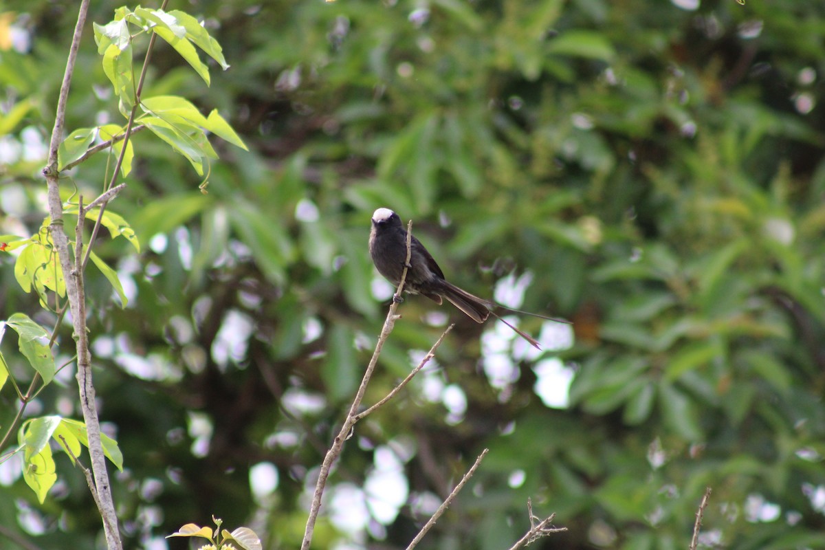 Long-tailed Tyrant - ML642983581