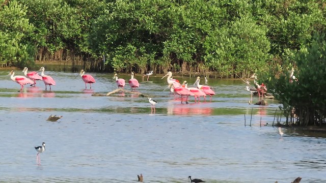 Roseate Spoonbill - ML642983582