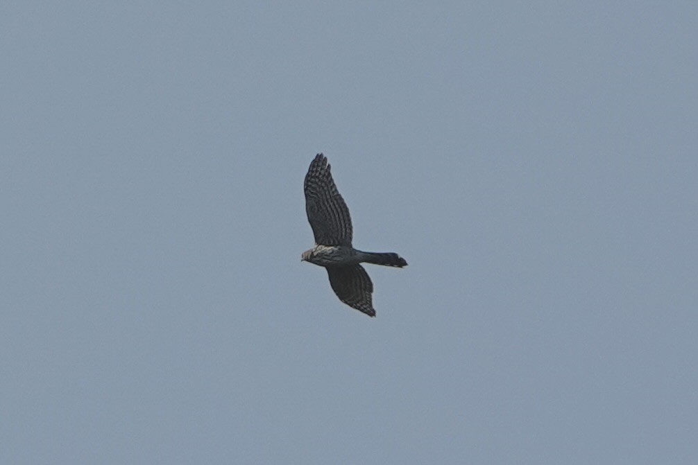 Cooper's Hawk - ML642983583