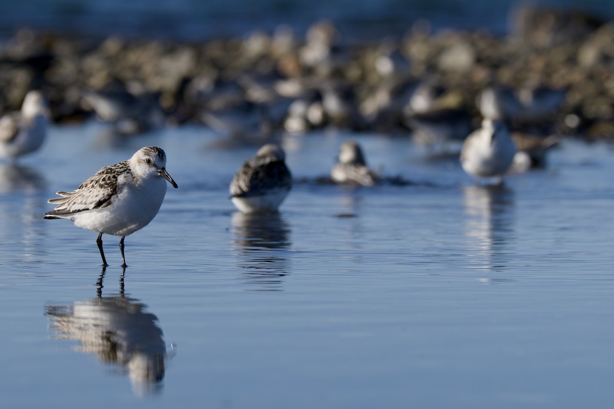Sanderling - ML642983586