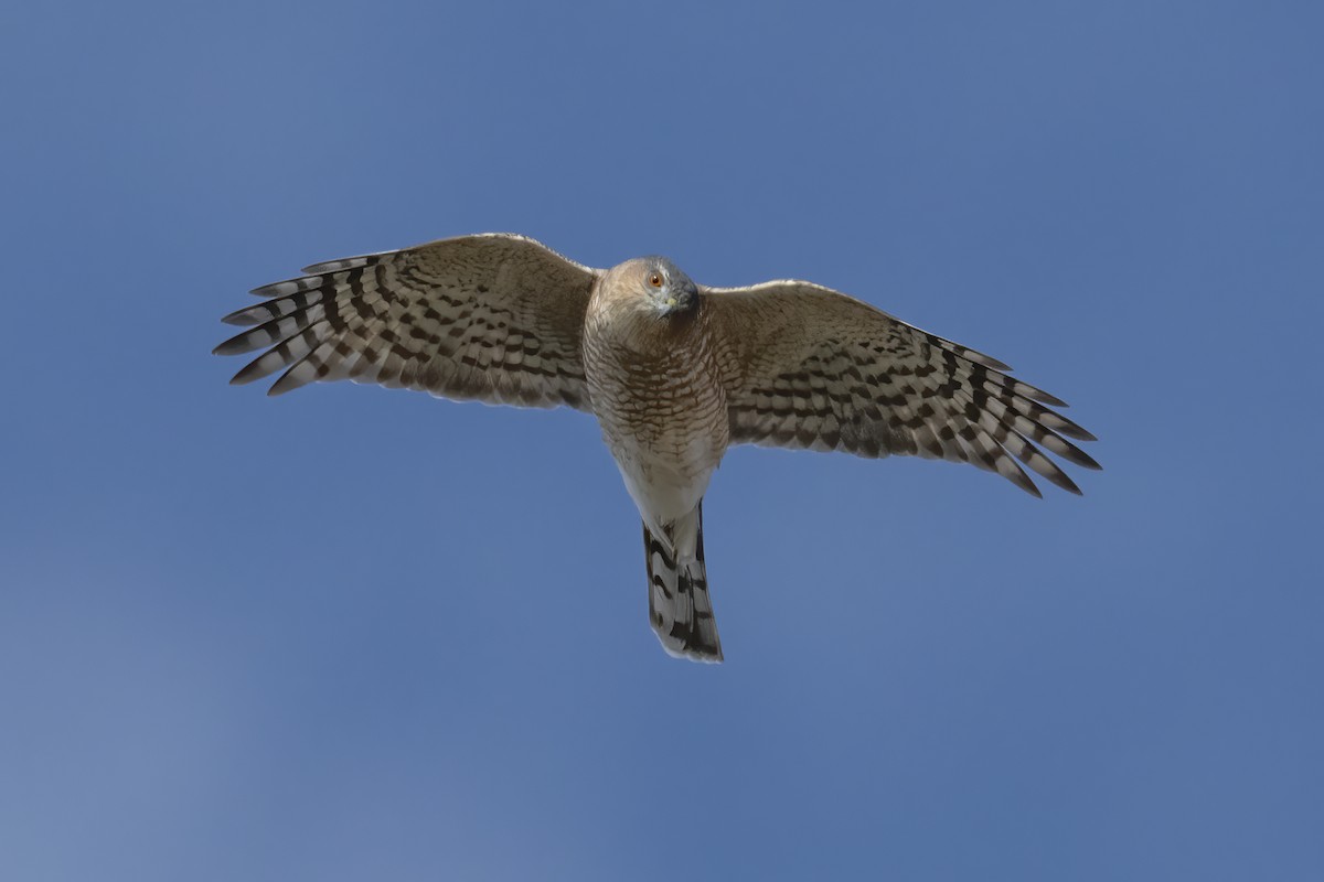 Sharp-shinned Hawk - ML642983587