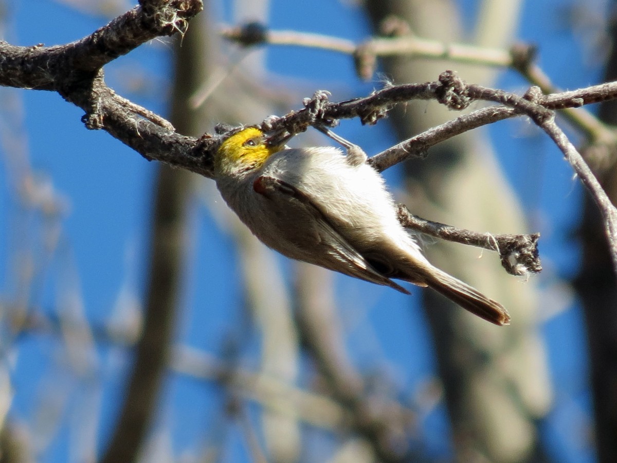Verdin - ML642983593