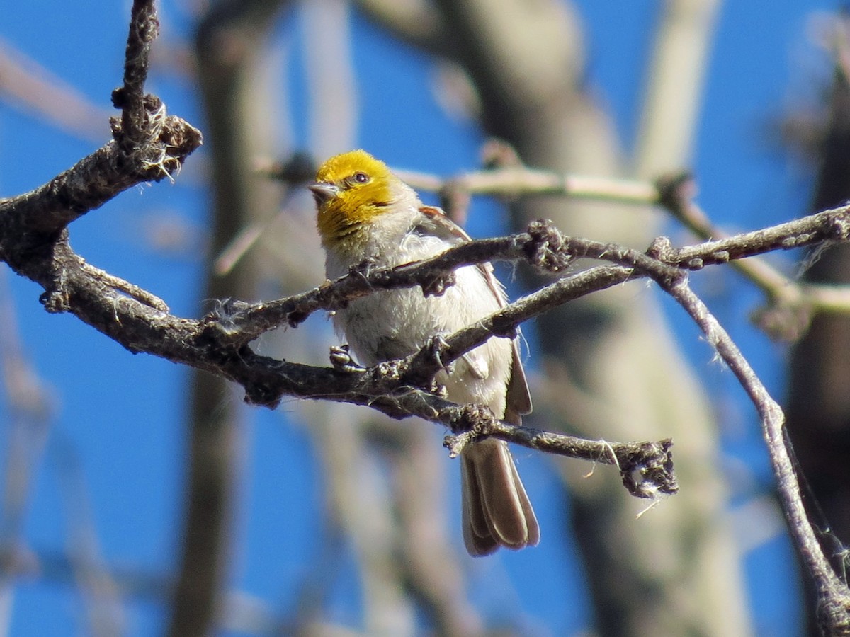 Verdin - ML642983594