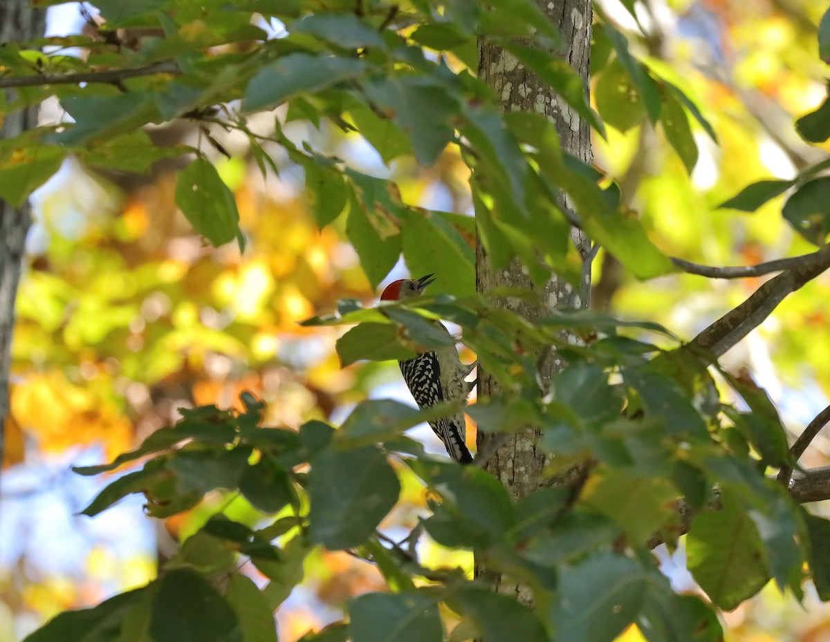 Red-bellied Woodpecker - ML642983596