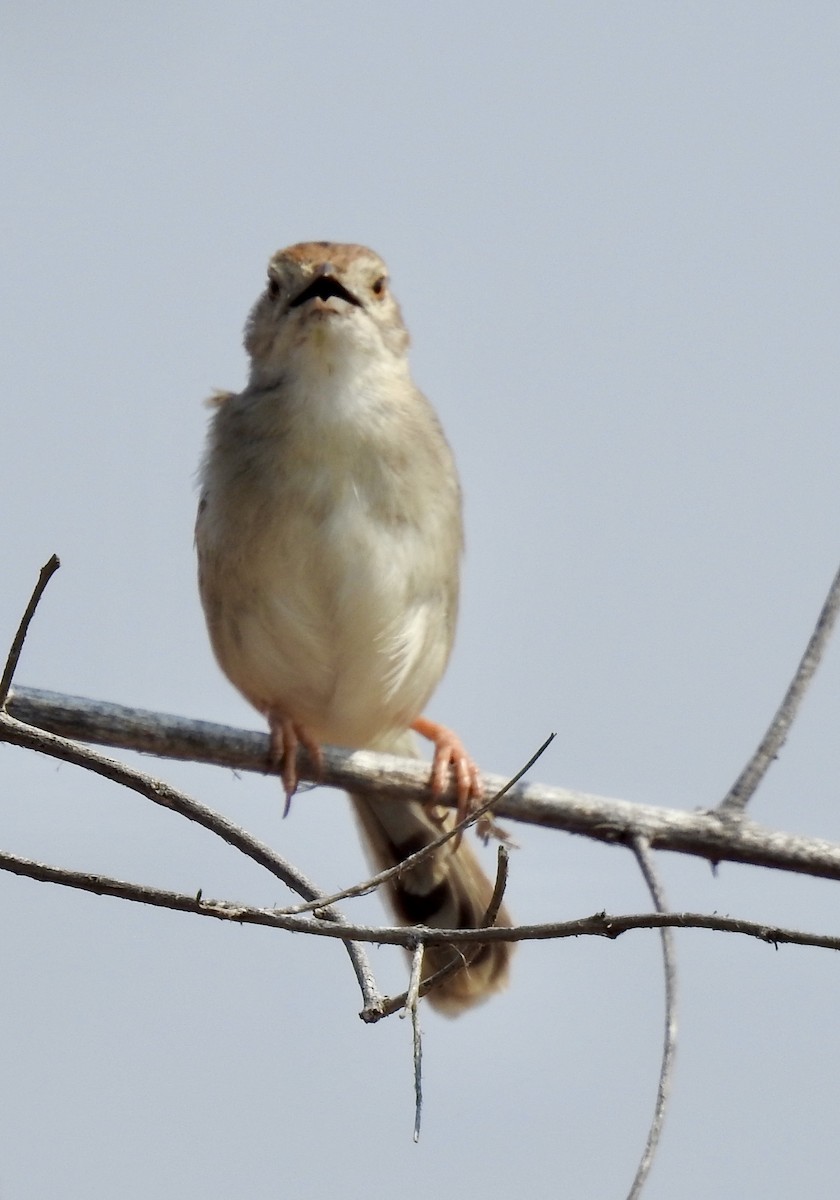 Rattling Cisticola - ML642983604