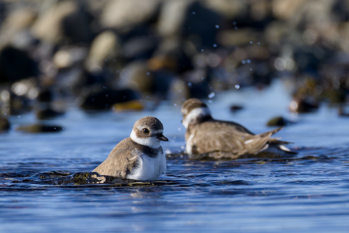 Semipalmated Plover - ML642983607
