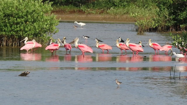 Roseate Spoonbill - ML642983608