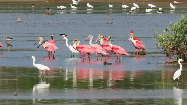 Roseate Spoonbill - ML642983621