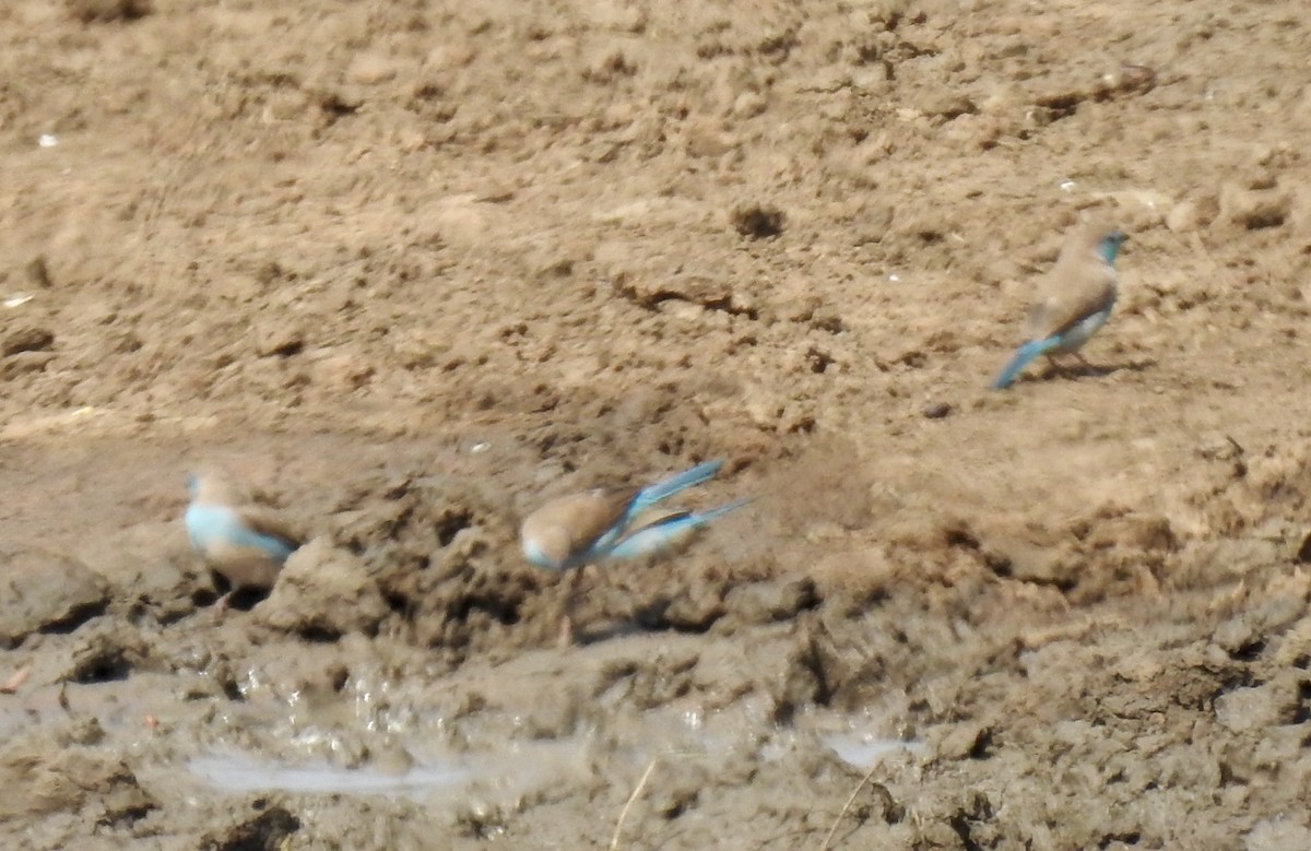 Southern Cordonbleu - ML642983629