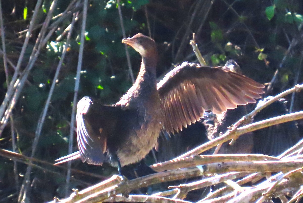 Pygmy Cormorant - ML642983636