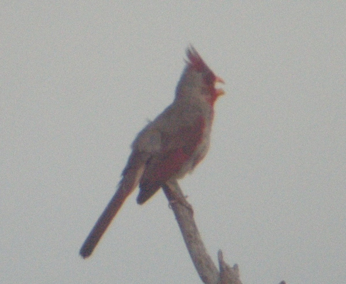 ムネアカコウカンチョウ - ML642983644