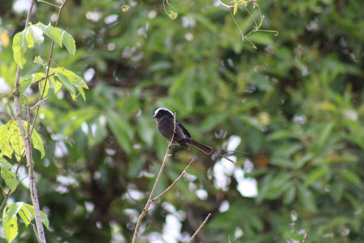 Long-tailed Tyrant - ML642983646
