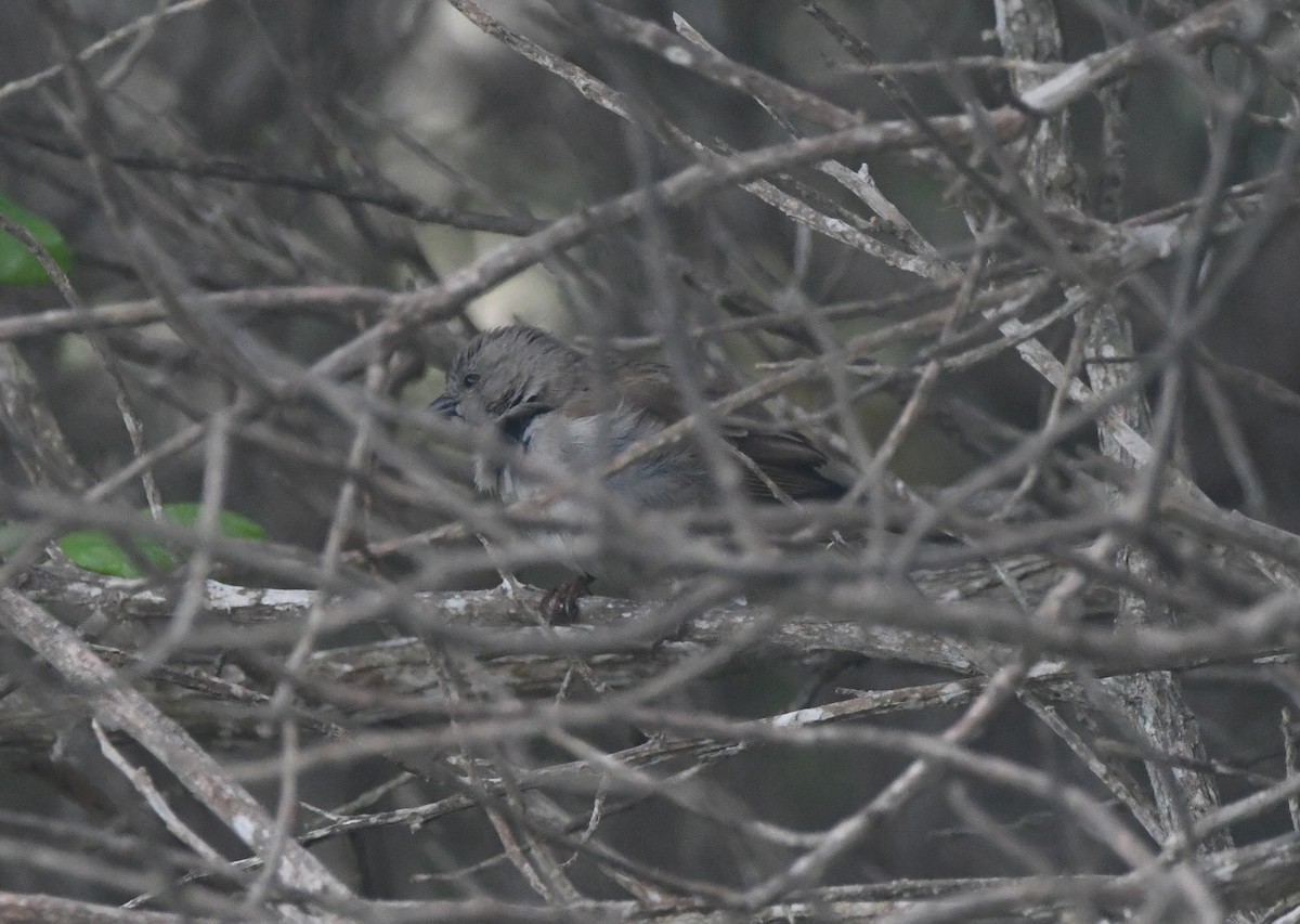 Southern Gray-headed Sparrow - ML642983647