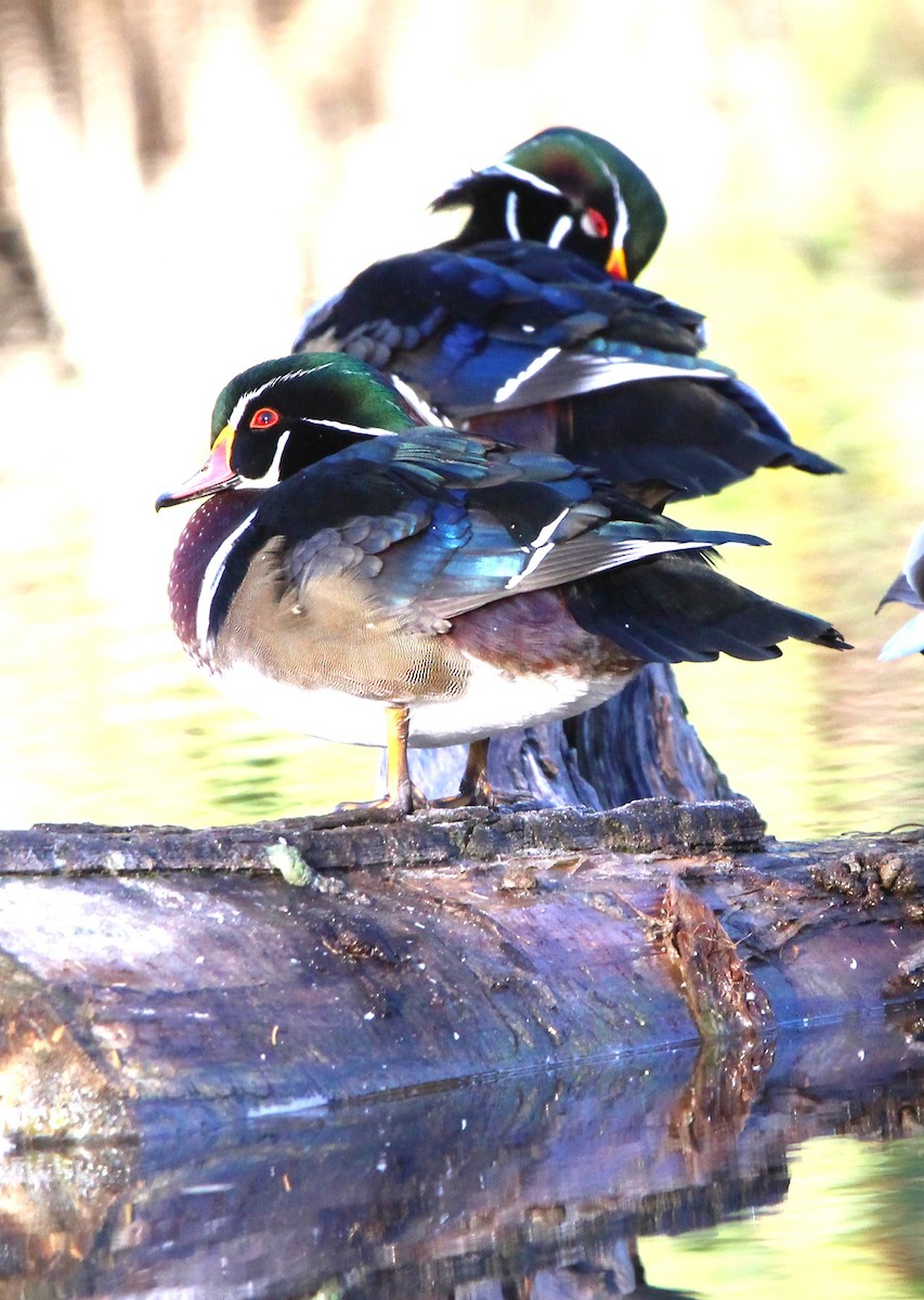 Wood Duck - ML642983660