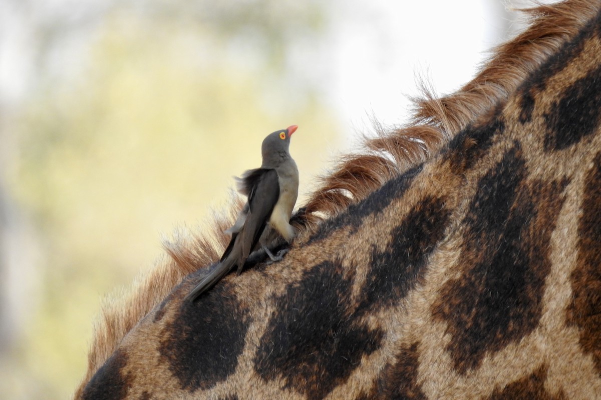 Red-billed Oxpecker - ML642983670