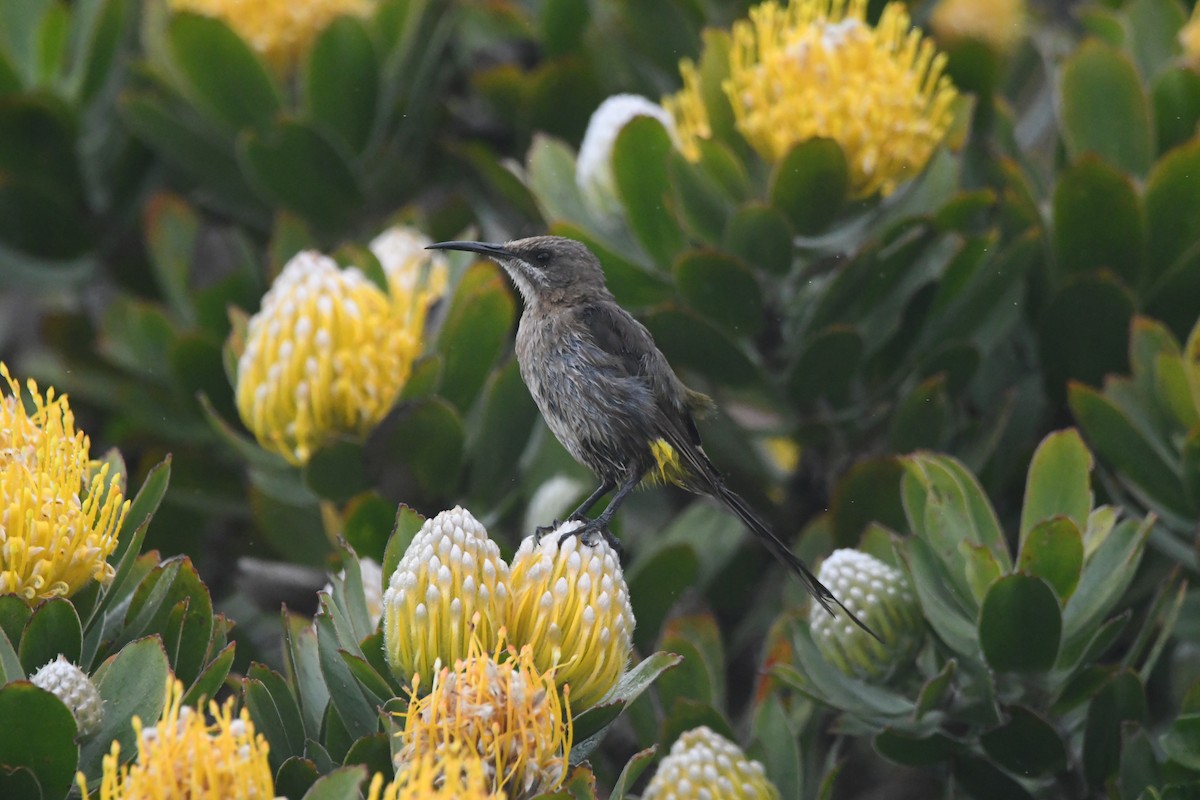 Kaphonigvogel - ML642983693