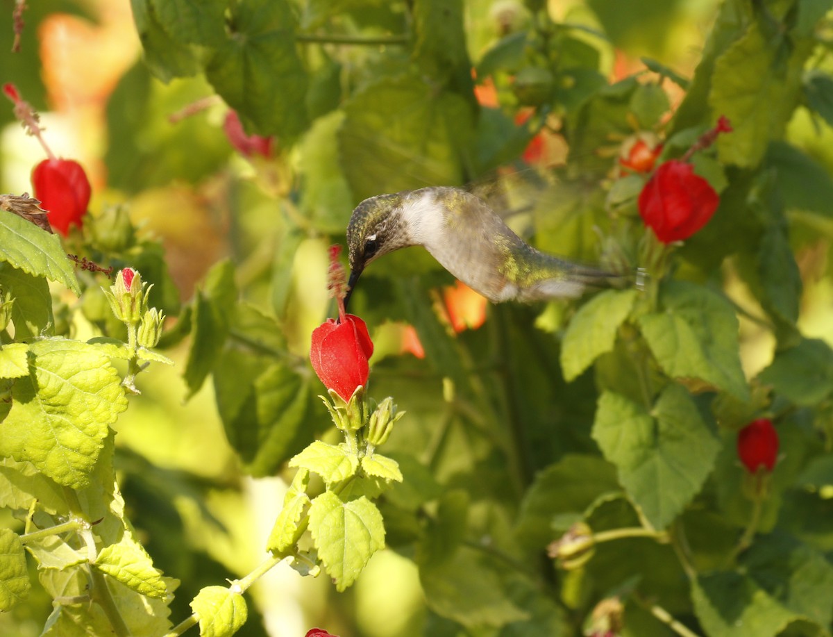 Ruby-throated Hummingbird - ML642983695