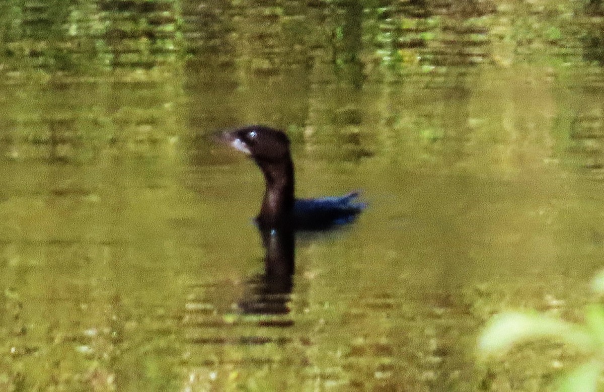 Pygmy Cormorant - ML642983700