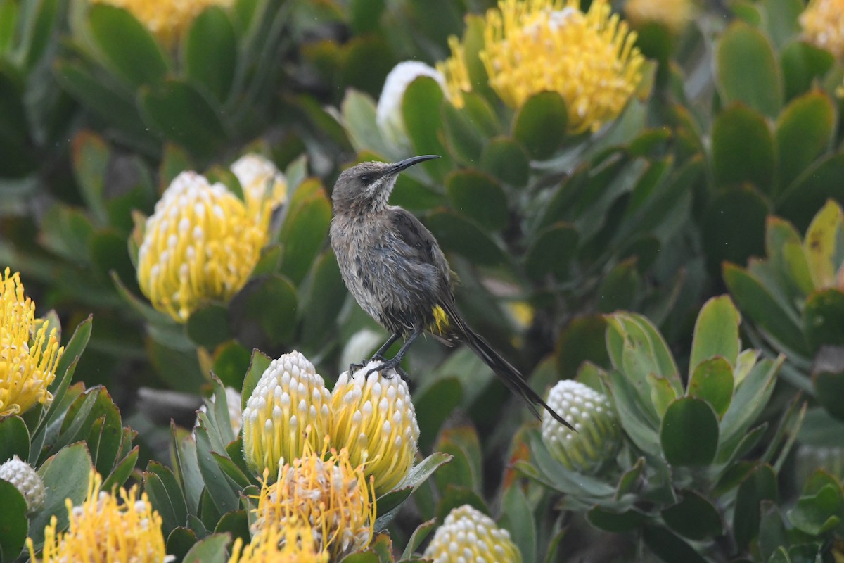 Kaphonigvogel - ML642983703