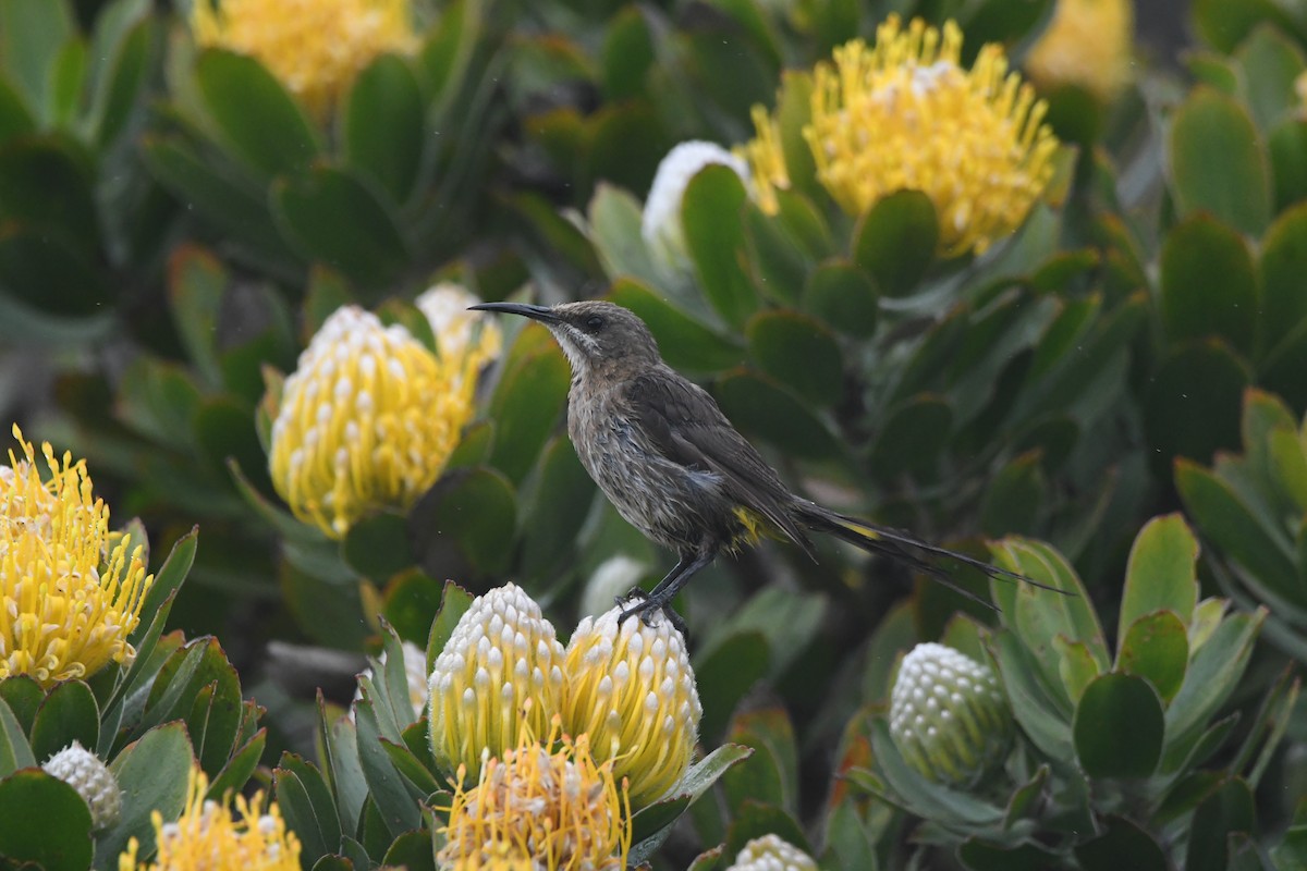 Kaphonigvogel - ML642983714