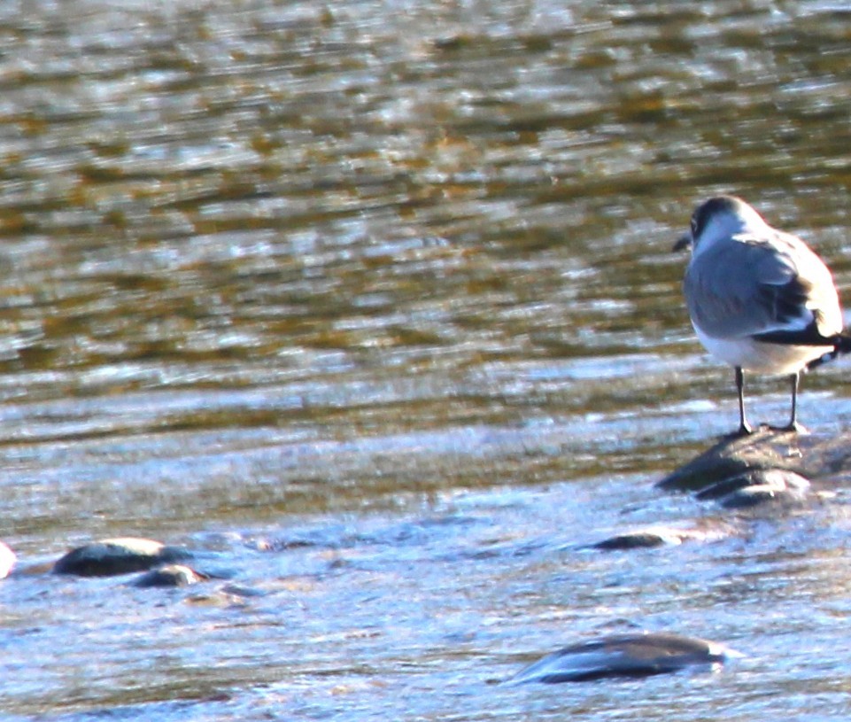 Franklin's Gull - ML642983718