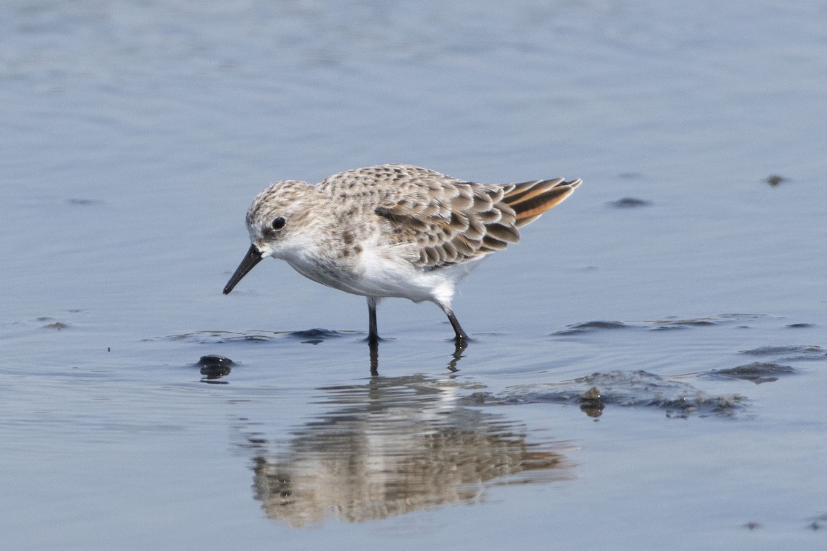 dvergsnipe - ML642983725