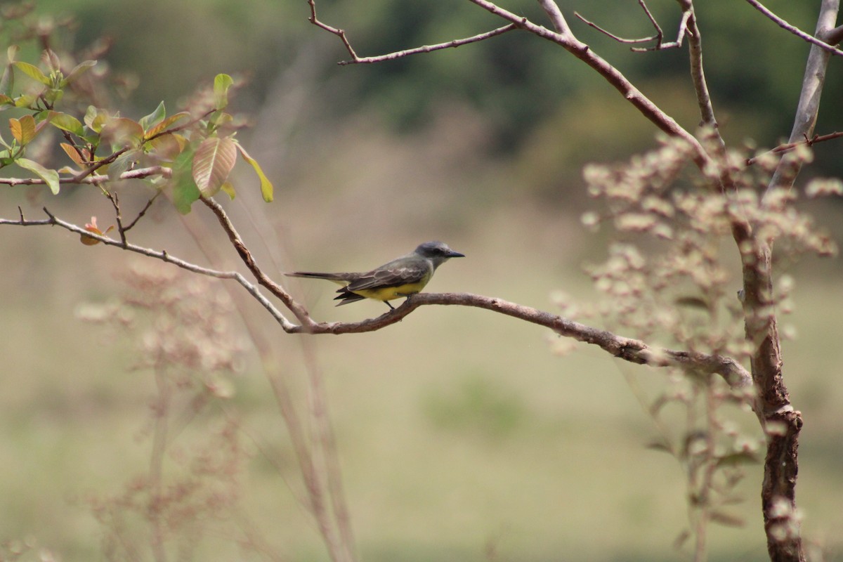White-throated Kingbird - ML642983728