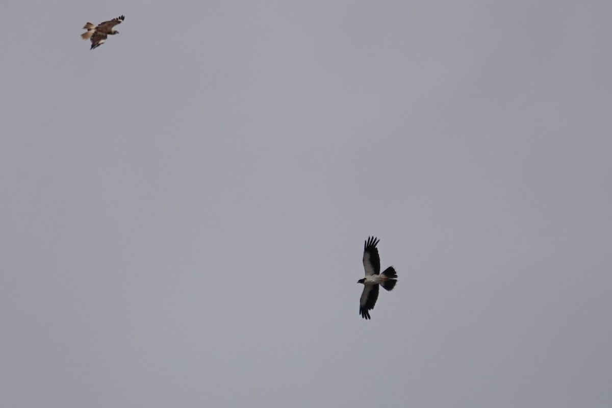 White-throated Caracara - ML642983735