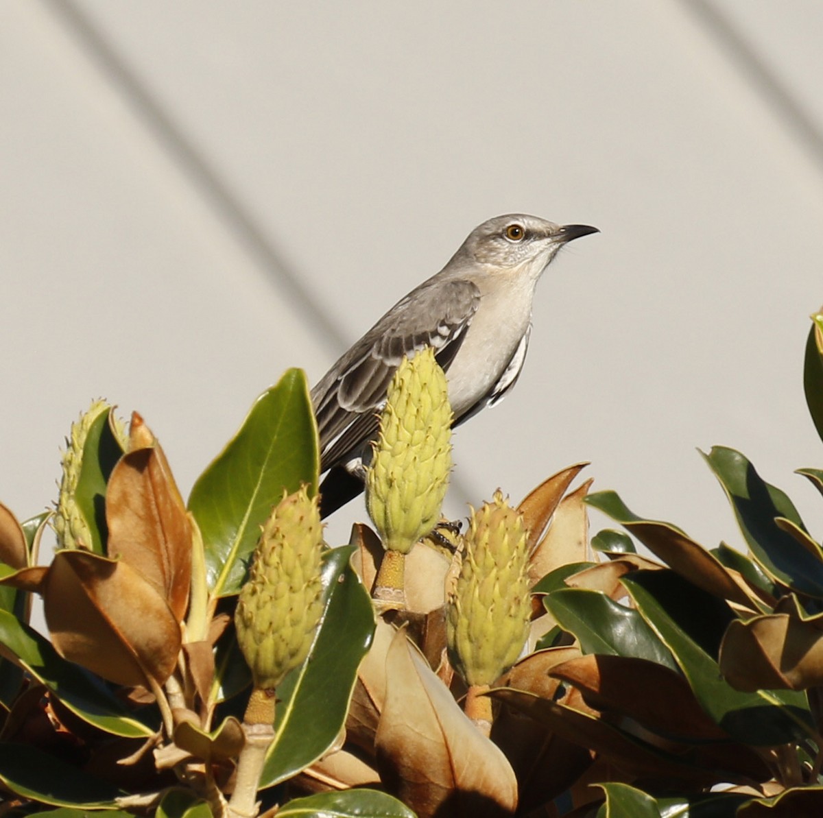 Northern Mockingbird - ML642983747