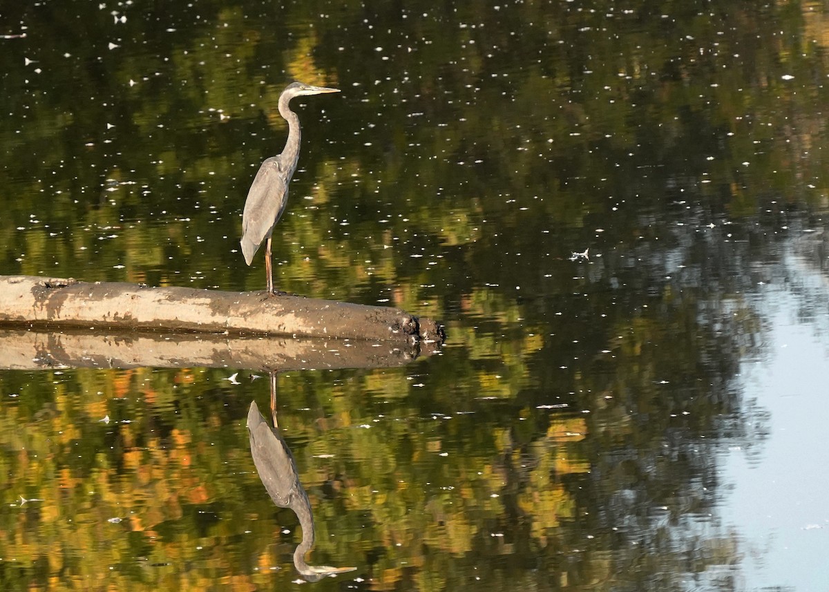 Great Blue Heron - ML642983754