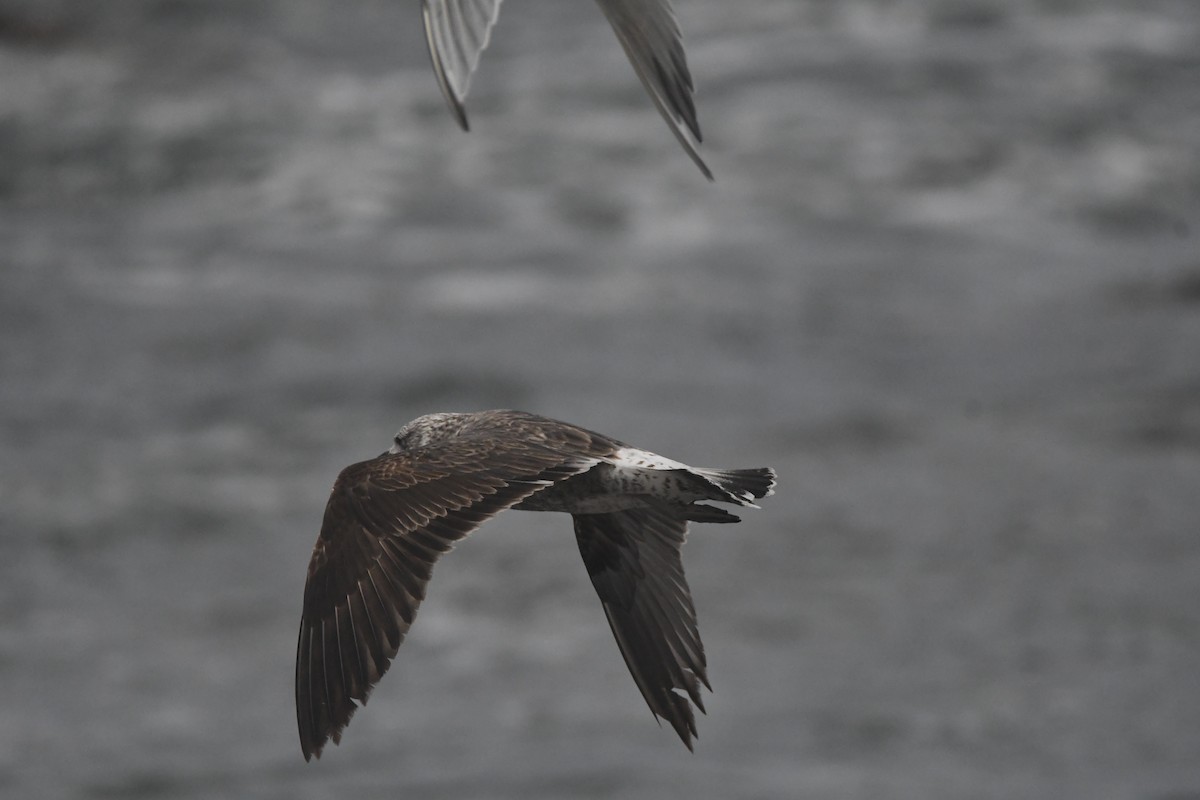 racek jižní (ssp. vetula) - ML642983758
