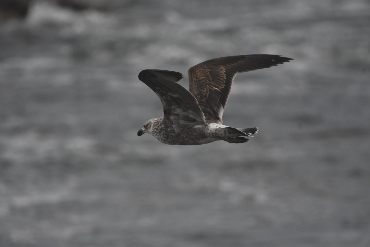 racek jižní (ssp. vetula) - ML642983769