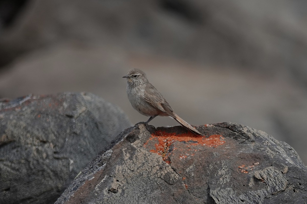 Cordilleran Canastero - ML642983794