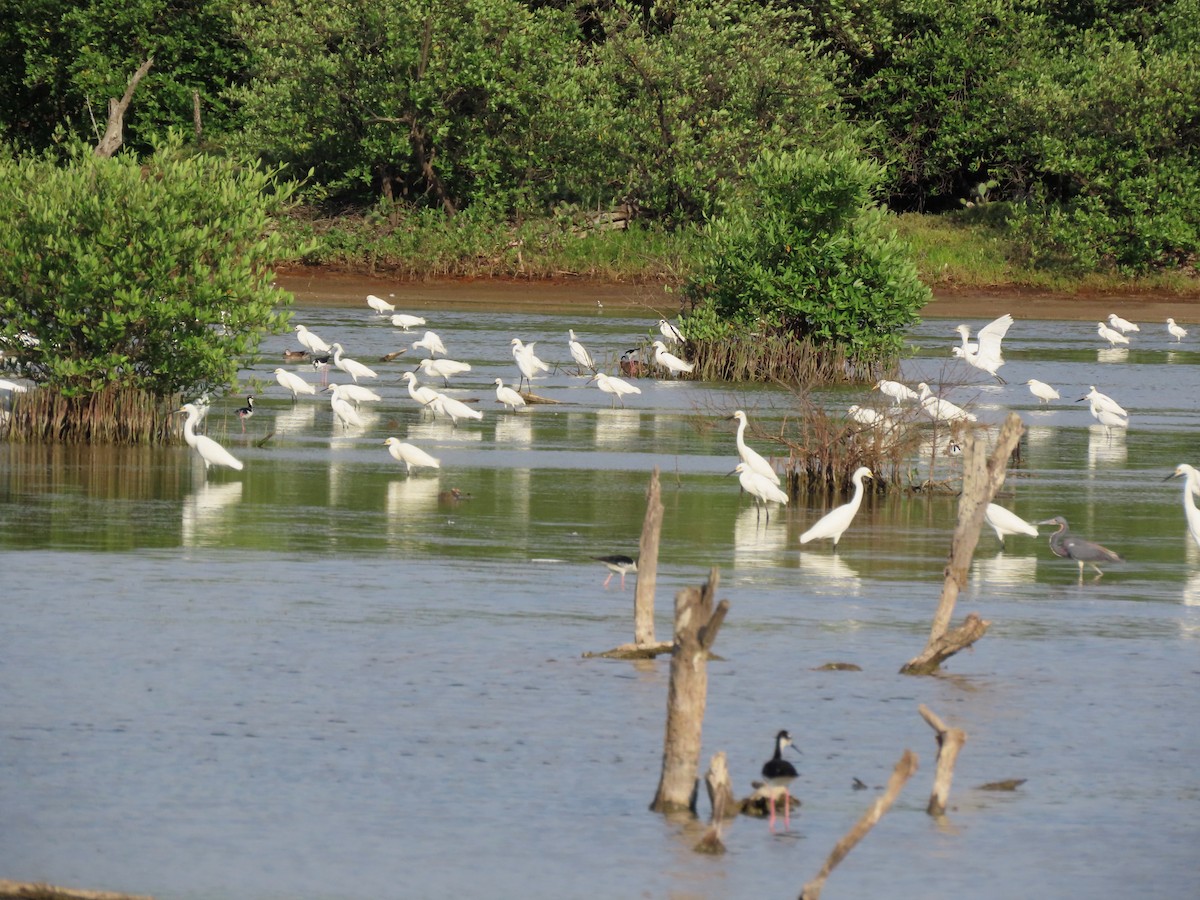 Snowy Egret - ML642983807