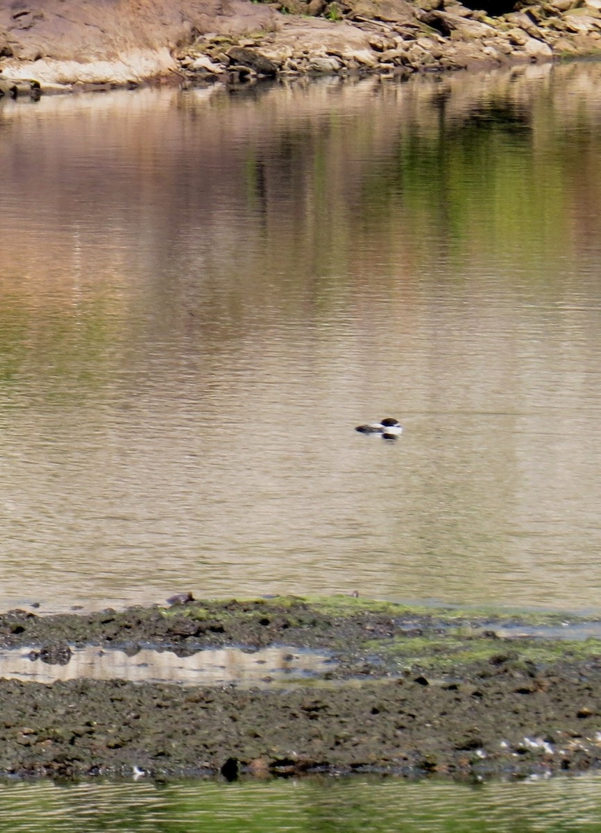 Common Loon - ML642983826