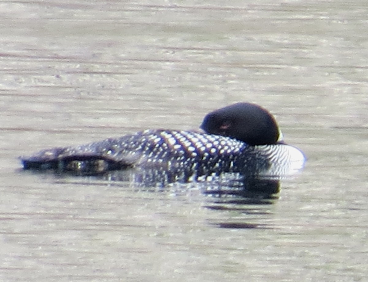 Common Loon - ML642983827