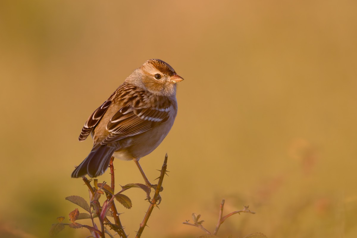 White-crowned Sparrow - ML642983829