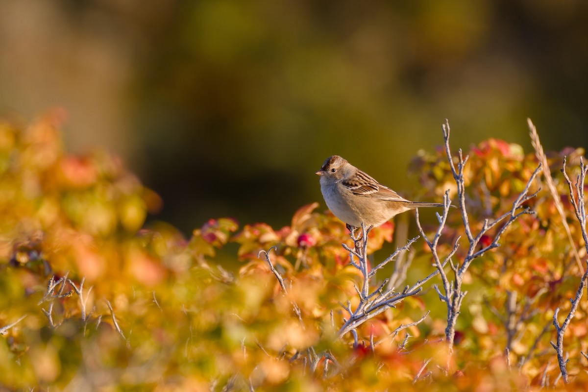 White-crowned Sparrow - ML642983831