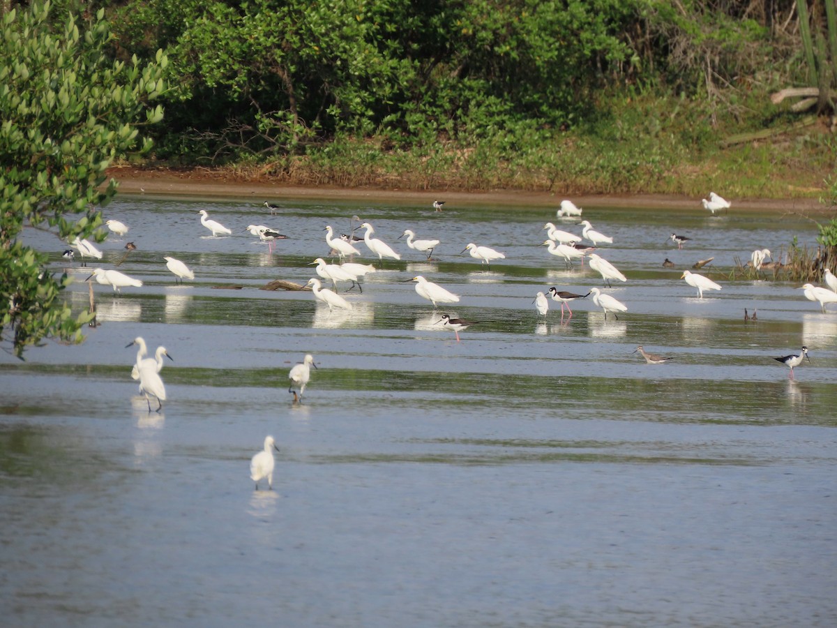 Snowy Egret - ML642983833